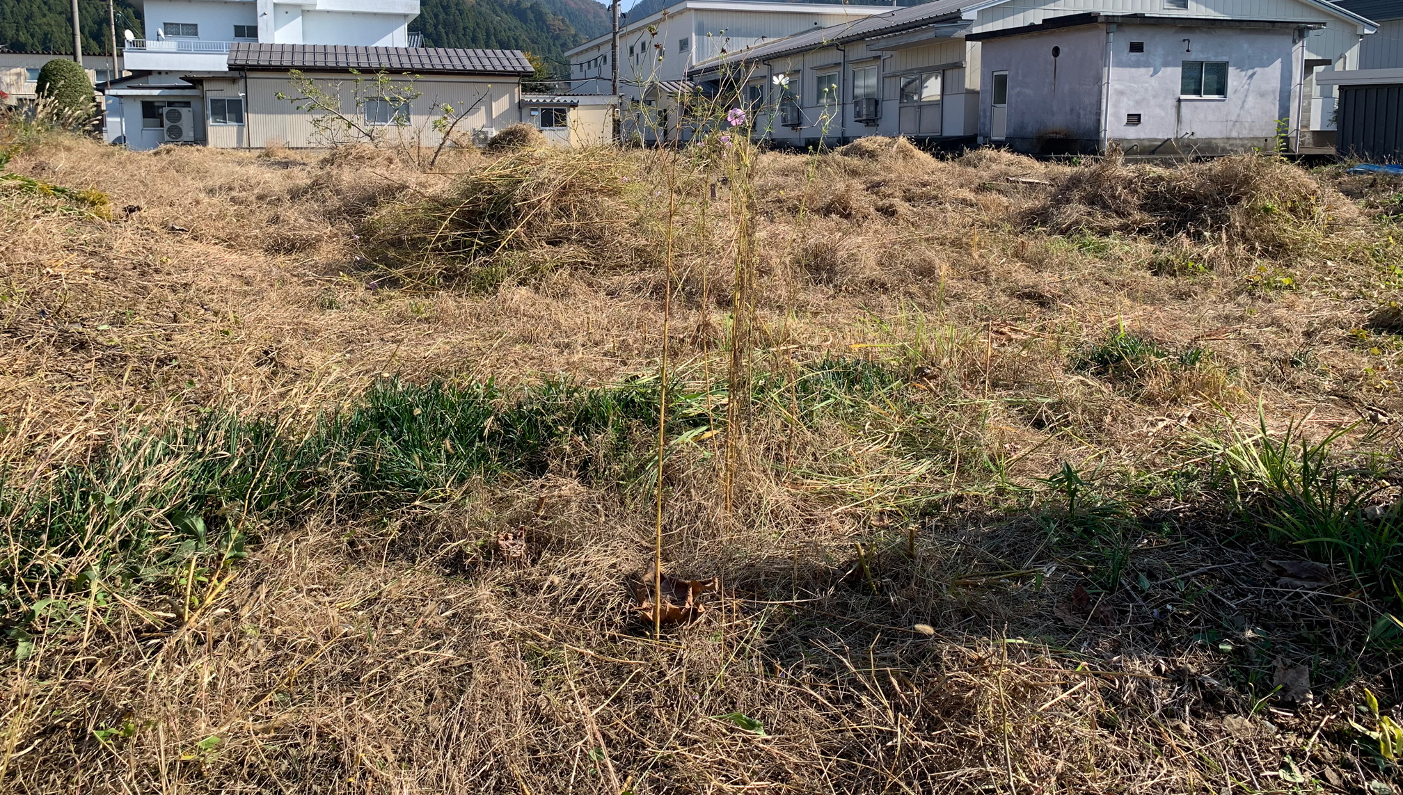 草刈り　河内長野市